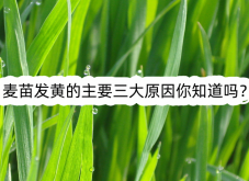 <strong>麥苗發(fā)黃的主要三大原因你知道嗎？</strong>