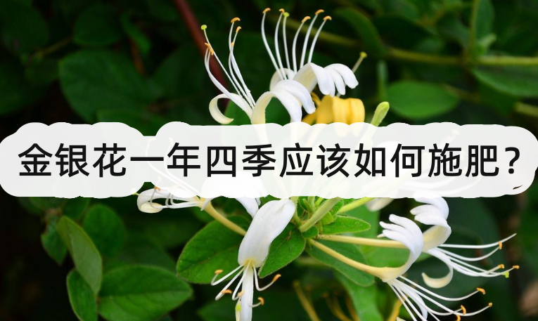金銀花一年四季應該如何施肥?