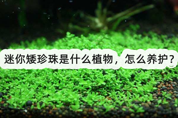 迷你矮珍珠是什么植物,怎么養(yǎng)護?