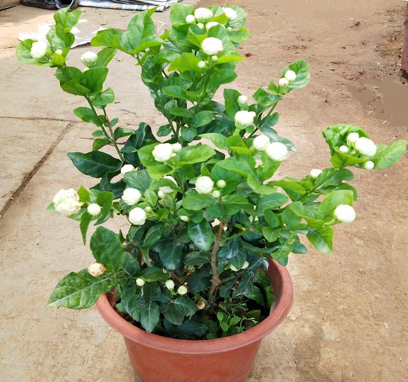 茉莉花盆栽怎么養長得好?