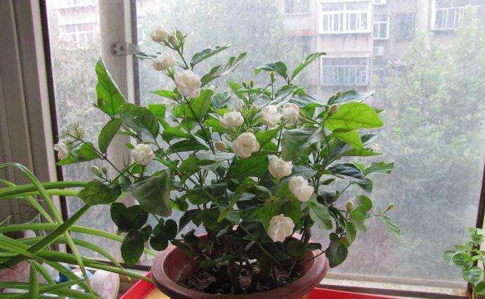 茉莉花盆栽怎么養長得好?