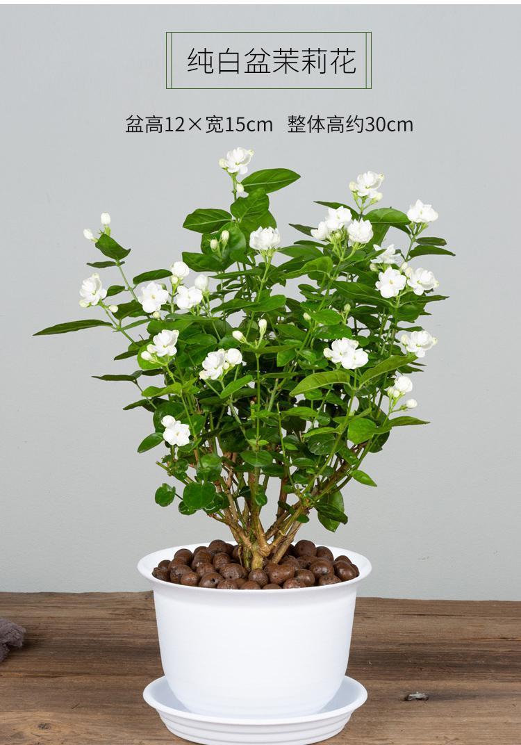 茉莉花盆栽怎么養長得好?