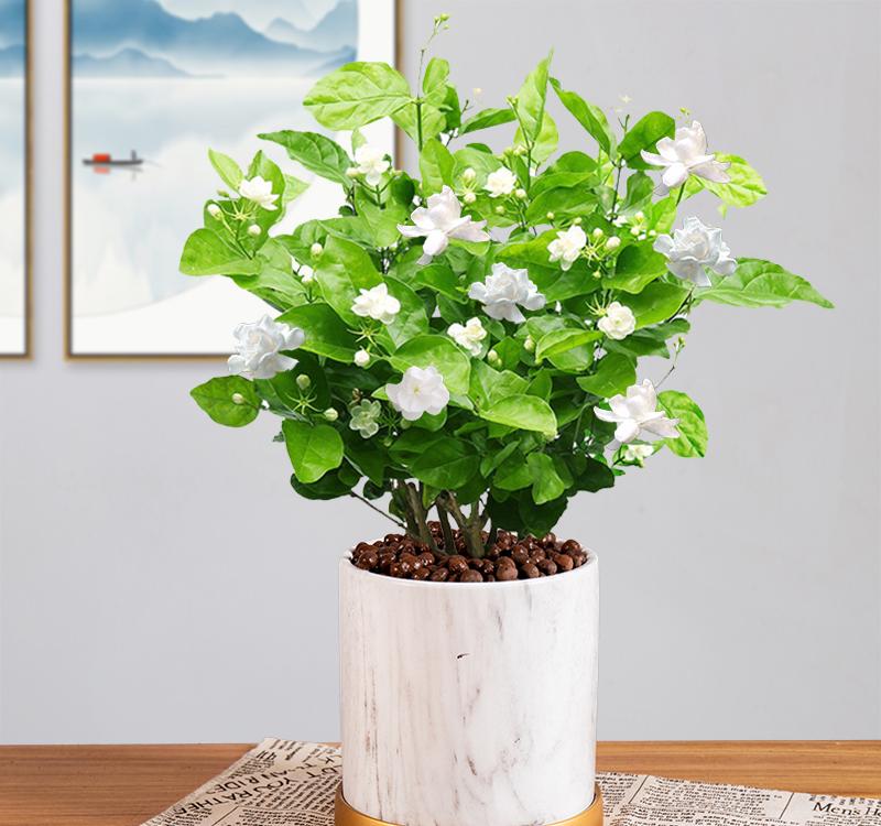 茉莉花盆栽怎么養長得好?