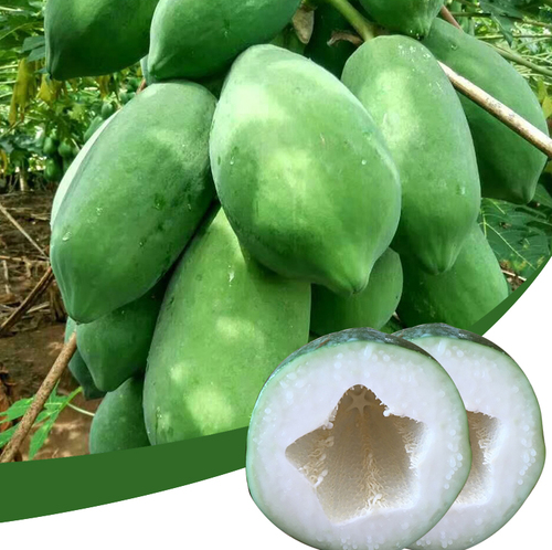 番木瓜實用栽培技術(shù)