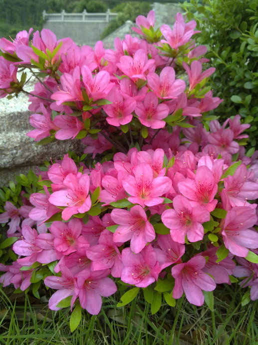 讓花成花,讓樹成樹,花的種類有哪些?
