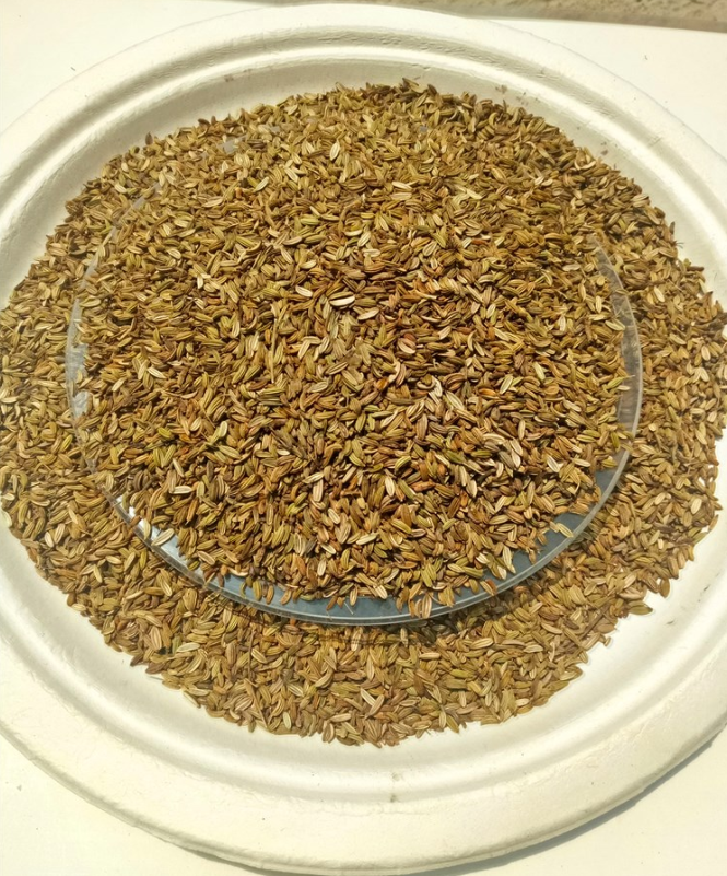 干種子浸泡后能萌發(fā),不浸泡就不萌發(fā)嗎?