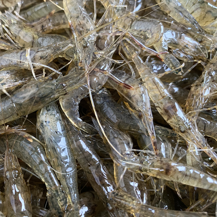 如何用一個礦泉水瓶判斷適合養蝦的水色?