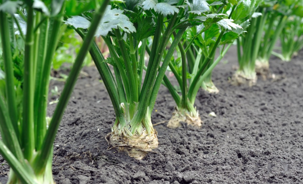 寒露節(jié)氣后可以種哪些蔬菜?