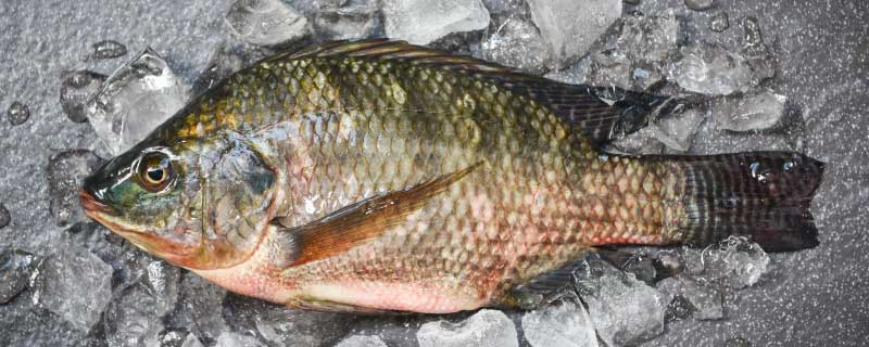 鯽魚高密度養殖技術是什么,鯽魚正確的高密度養殖技術