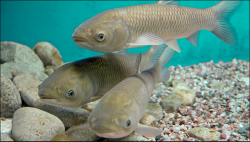 <strong>如何判斷草魚(yú)是否患上了肝膽綜合癥？具體有哪些表現(xiàn)癥狀呢？</strong>