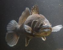 <strong>筍殼魚為何未能在中國泛濫？ - 魚類生存環(huán)境研究</strong>