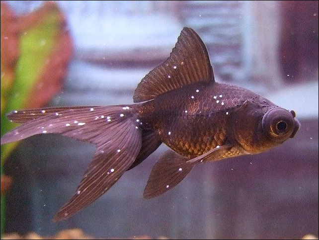 怎樣做好提前預防小瓜蟲肆虐的工作? - 魚類養殖經驗