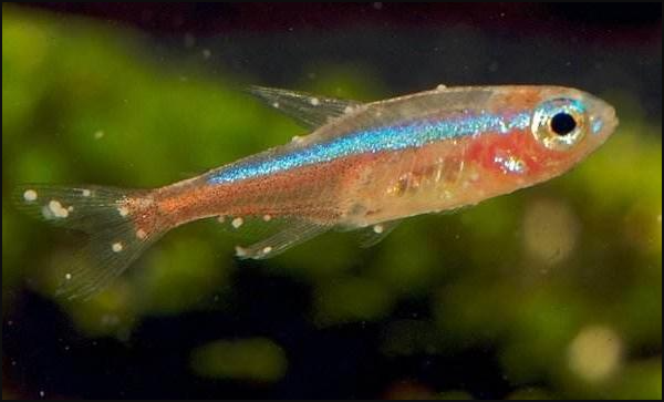 怎樣做好提前預防小瓜蟲肆虐的工作? - 魚類養殖經驗