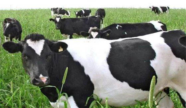 如何預防奶牛乳房炎,如何預防奶牛乳房炎的方法是什么