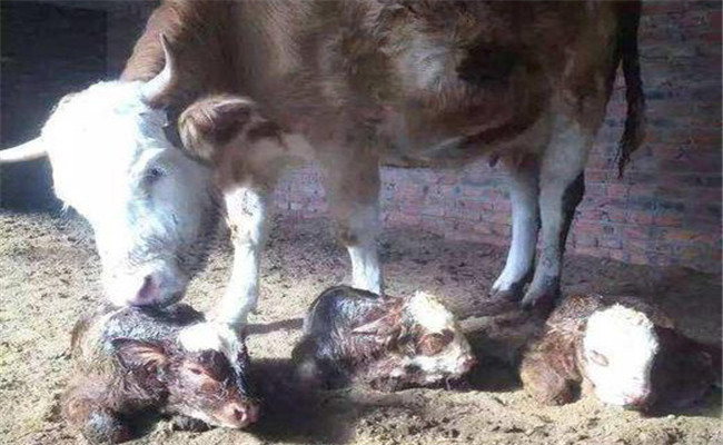 新生牛犢體溫低怎么辦，新生牛犢體溫低的處理方法