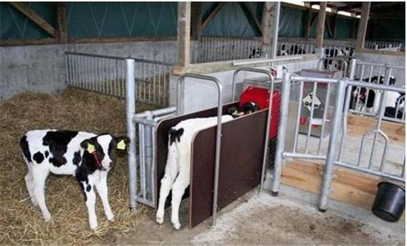 一頭奶牛需要多少青貯飼料,一頭奶牛需要多少青貯飼料才能成長