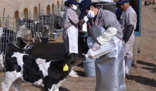 犢牛如何喂初乳,犢牛喂初乳的方法