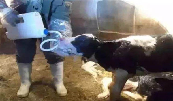 犢牛如何喂初乳,犢牛喂初乳的方法