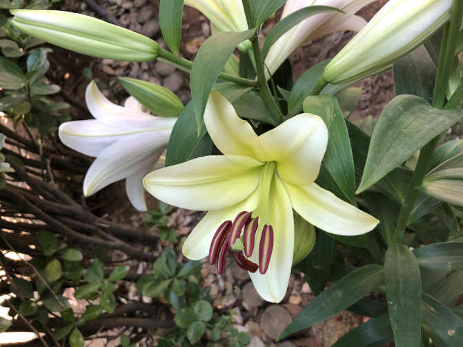 種植百合一定要知道它的生長習(xí)性!