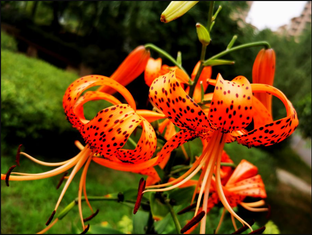 橘色的花有哪些?“果汁陽(yáng)臺(tái)”是最愛!- 花類知識(shí)科普