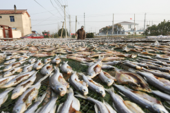<strong>魚苗春季疾病-越冬綜合征爆發(fā)前的預(yù)防管理方式</strong>
