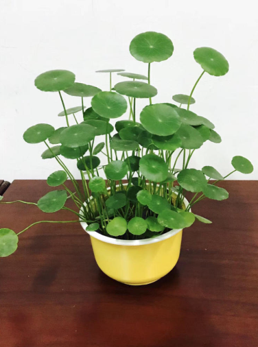 銅錢草的寓意和生長特性!