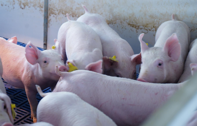 豬肉不同顏色、形狀的章代表什么意思?