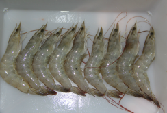 <strong>南美白對(duì)蝦和魚混養(yǎng)的方案以及飼料選擇與投喂</strong>
