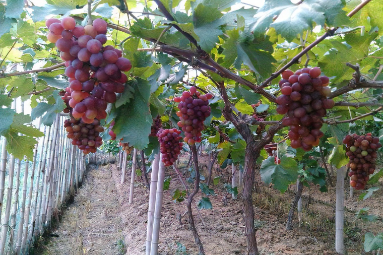葡萄架下適合套種什么菜?
