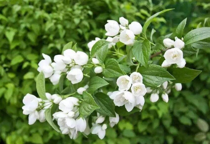 茉莉花白絹病的病癥特點及危害?