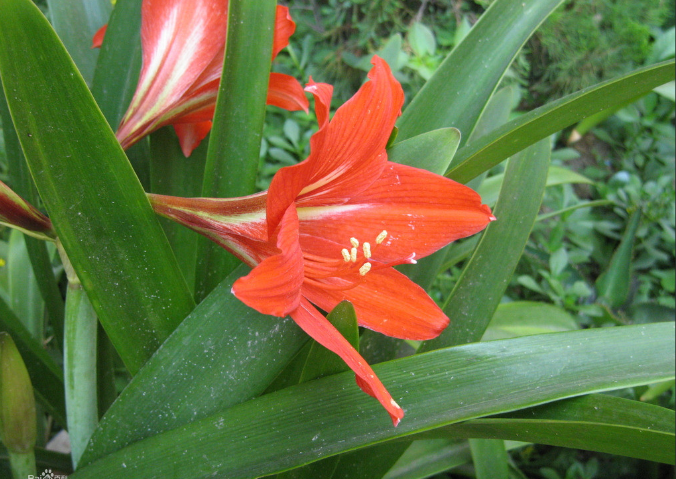 朱頂紅不開花是哪些原因?