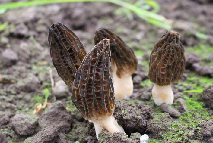 為什么很少人工種植羊肚菌的原因?