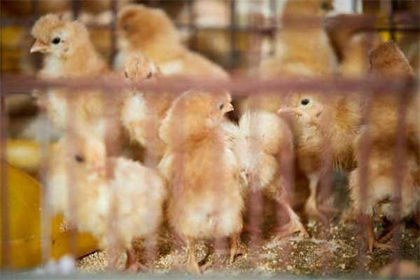 籠育雛雞的飼養管理:溫度、飲水與喂食的處理注意事項
