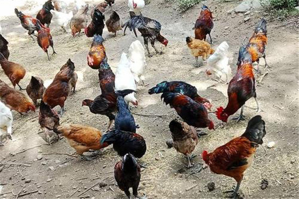 柴雞同商品蛋雞在飼養(yǎng)管理的差別是什么,柴雞同商品蛋雞在飼養(yǎng)管理有什么差