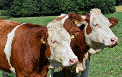 <strong>肉牛快速育肥的飼料配方是什么？</strong>