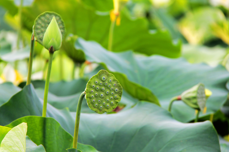 蓮蓬是荷花的哪個部分?什么時間采摘最好?