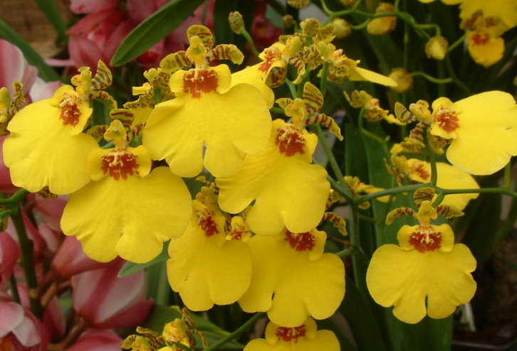 文心蘭開幾次花?花期多久?