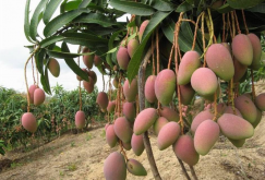 <strong>芒果樹流膠病發(fā)病原因和防治方法</strong>