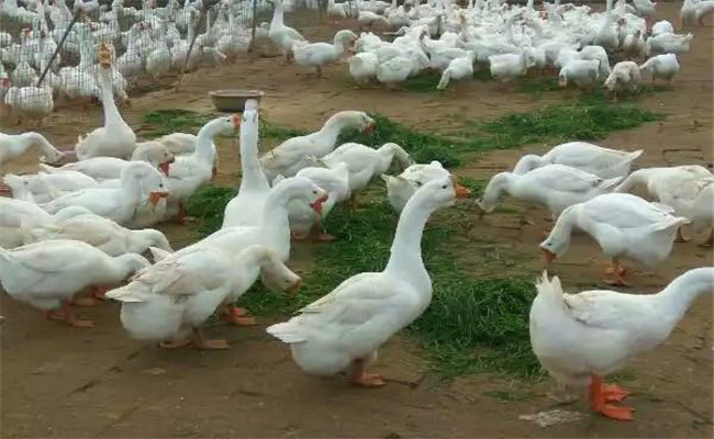 養鵝場死鵝該如何處理?病死鵝怎么進行無害化處理