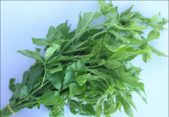 <strong>刺五加菜是什么菜？該怎樣種植 - 刺五加菜種植知識科普</strong>