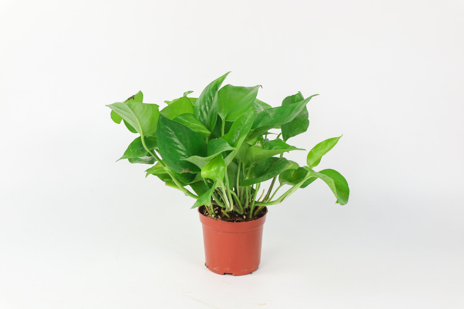 綠蘿 綠蘿爛根的處理方法