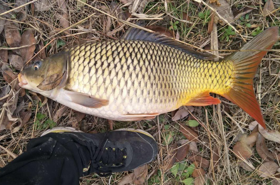 鯉魚指環(huán)蟲病要怎么防治?