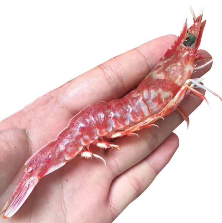 櫻花蝦怎么養?