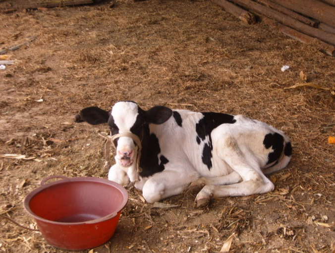 哺乳期犢牛的常見疾病有哪些?