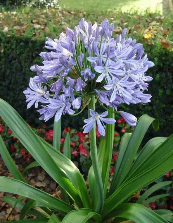百子蓮是什么植物?有什么寓意和象征?