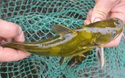 <strong>黃顙魚飼養(yǎng)技術(shù)</strong>