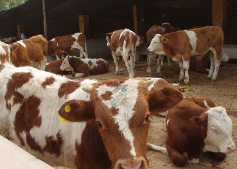 追肥期的肉牛飼料如何搭配?
