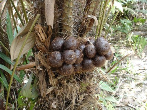 種植蛇皮果需要注意什么?