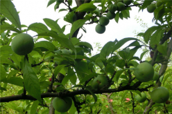 <strong>酸梅苗的栽培技術(shù)</strong>