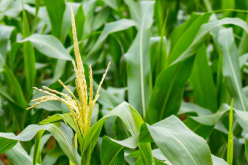 <strong>夏玉米與大豆同穴種植的栽培要點(diǎn)</strong>